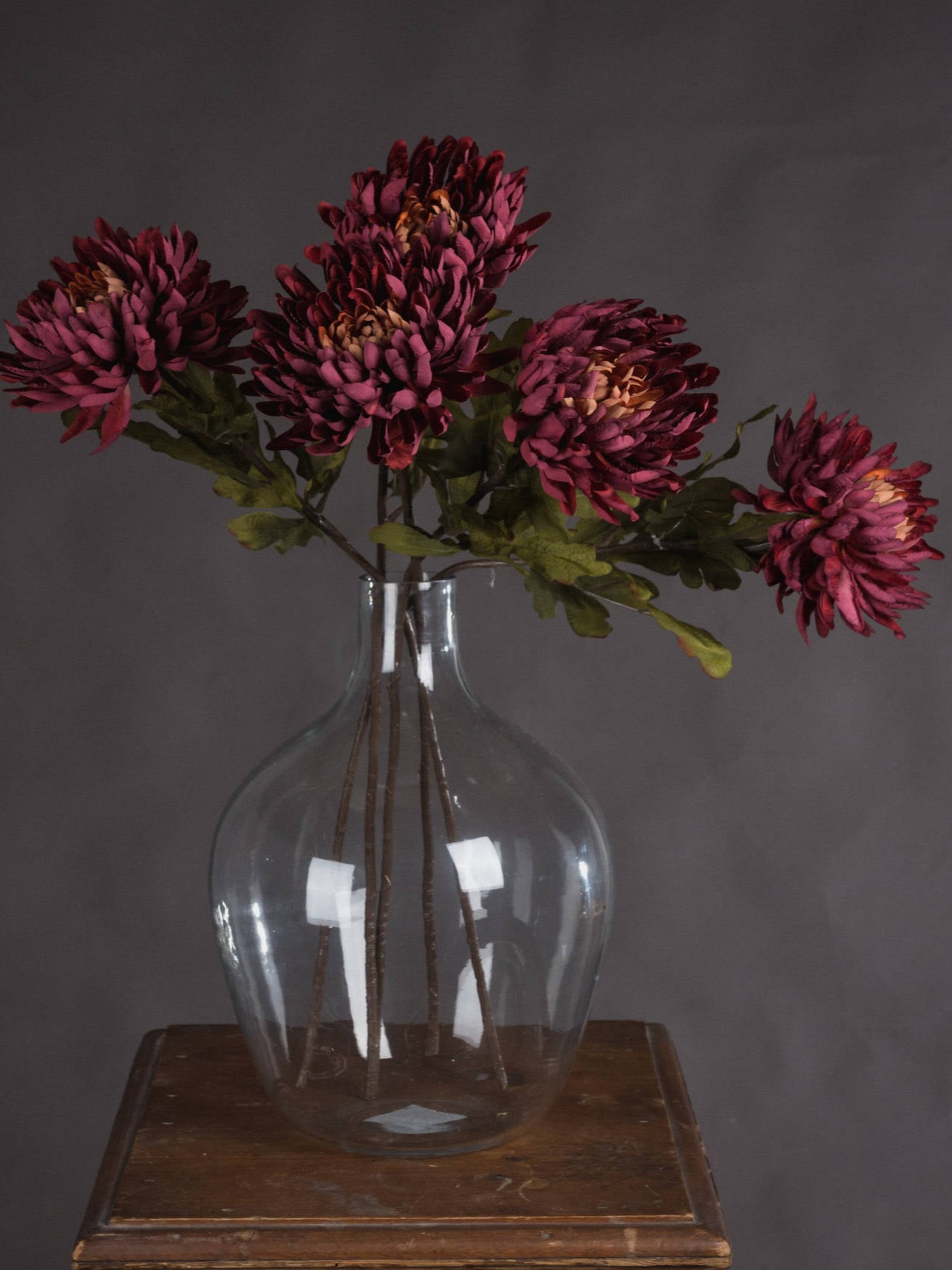 Autumn Spider Chrysanthemum