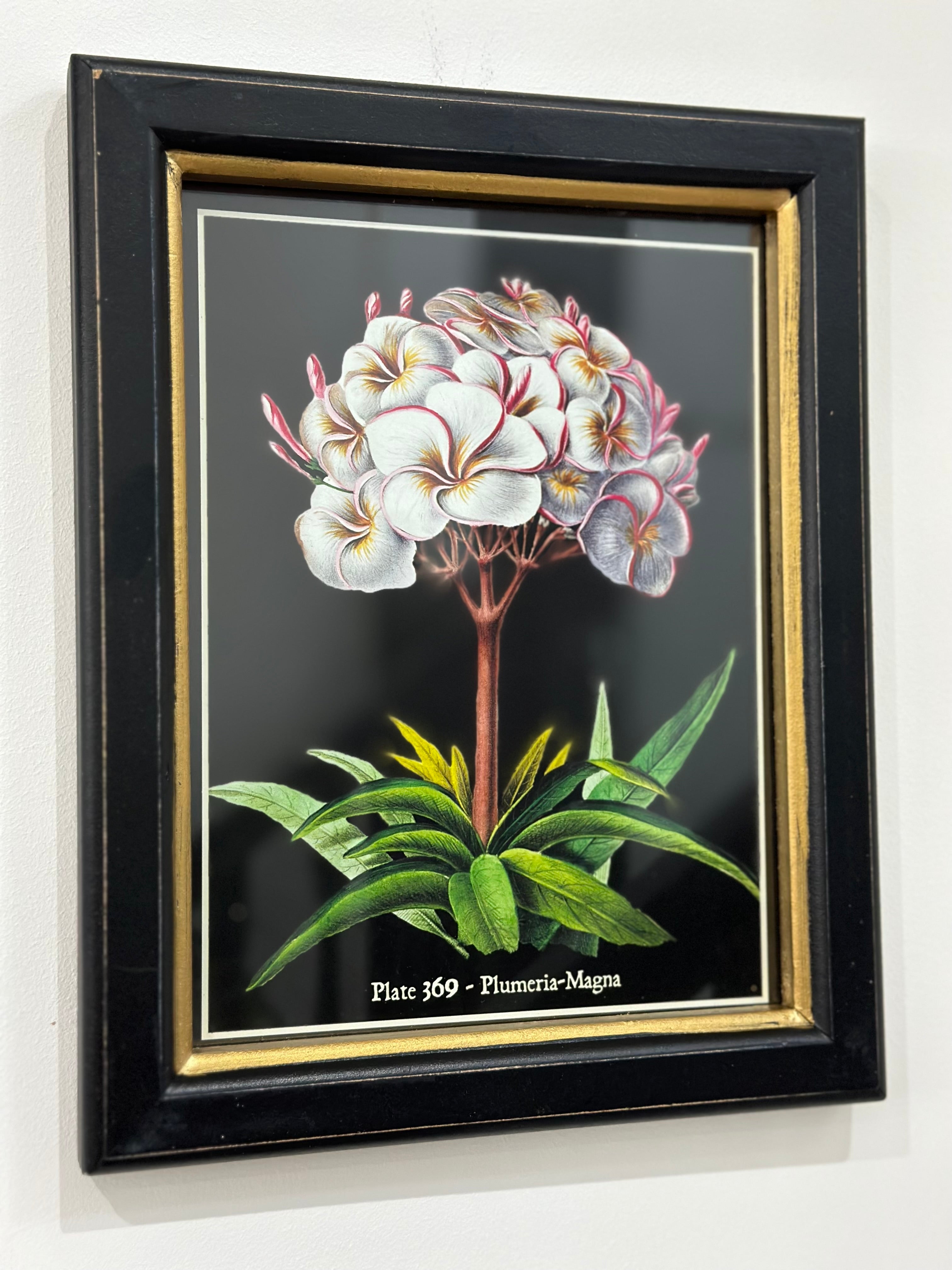 Plate 369 - Plumeria -Magna Framed Print