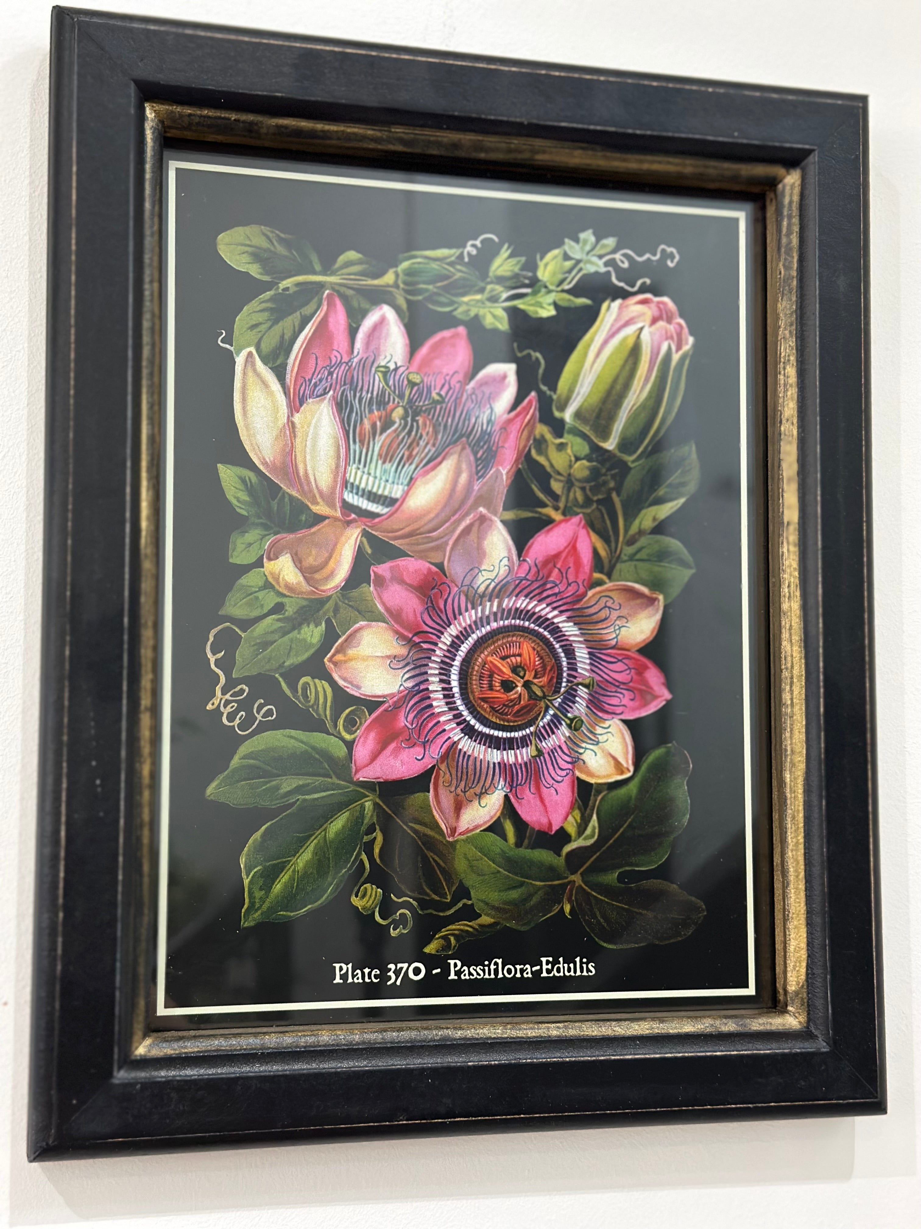 Plate 370 - Passiflora -Edulis Framed Print