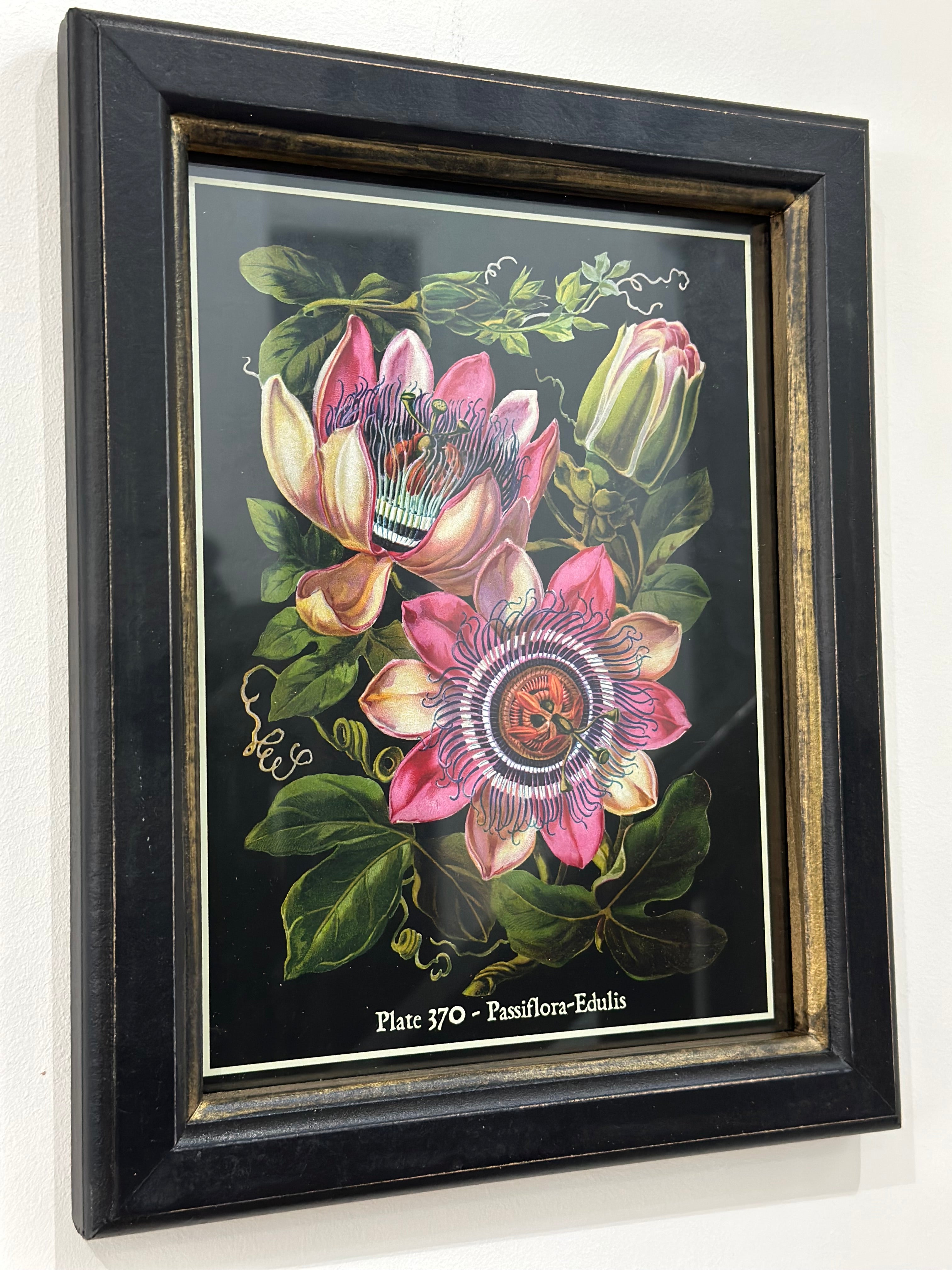 Plate 370 - Passiflora -Edulis Framed Print