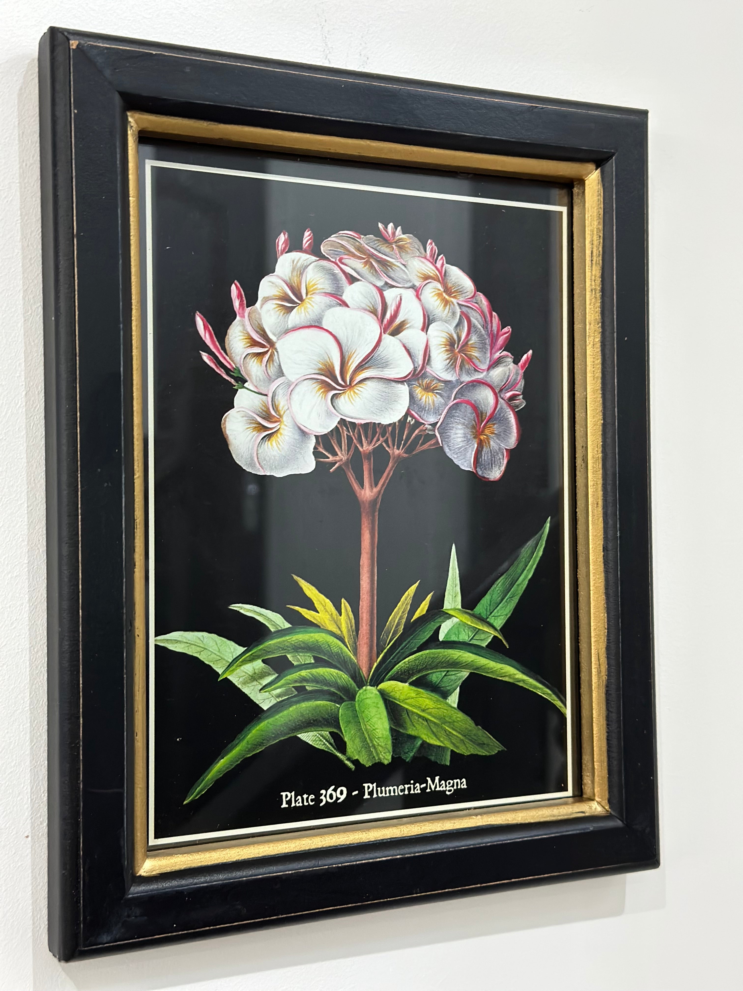 Plate 369 - Plumeria -Magna Framed Print