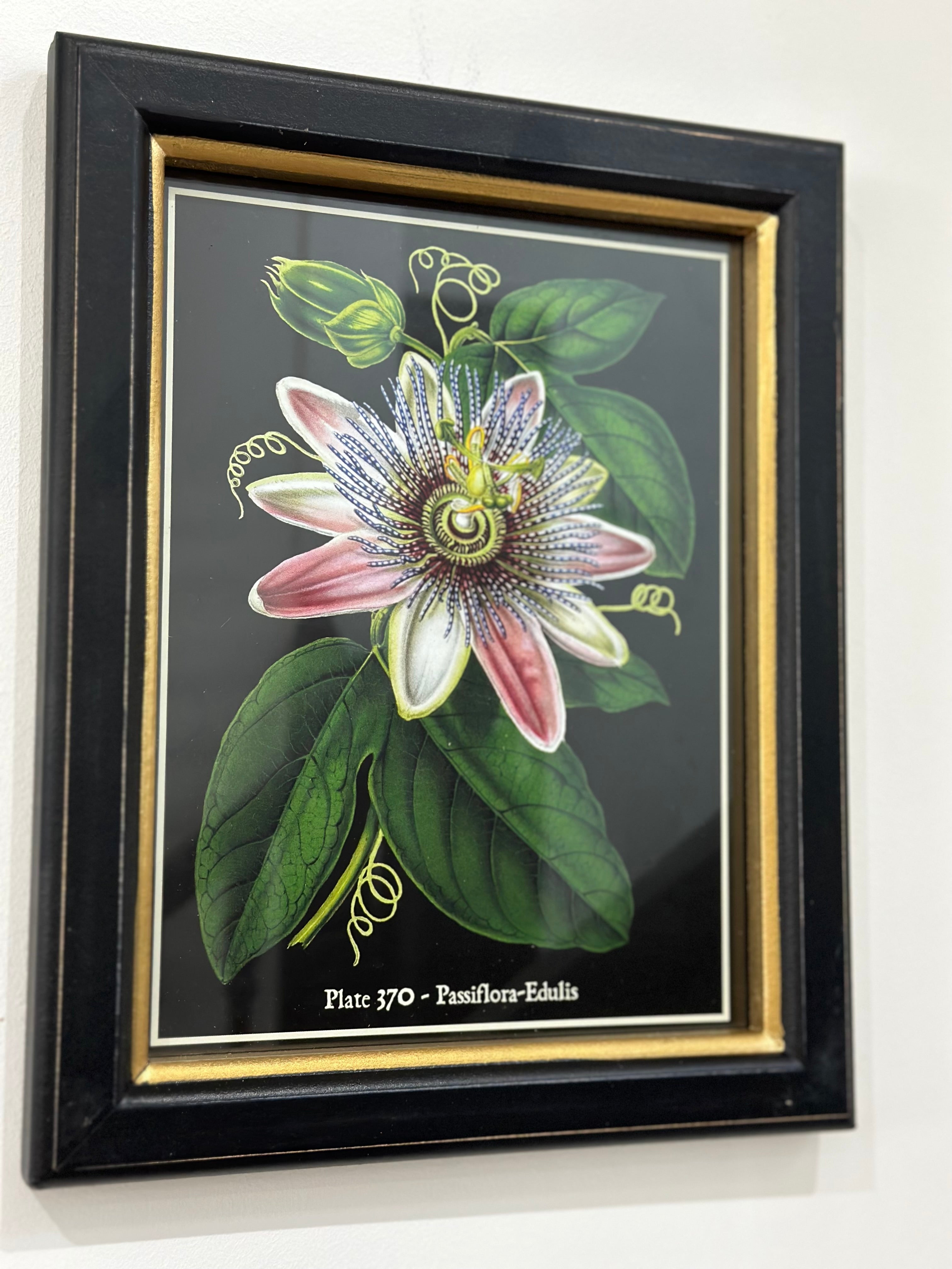 Plate 370 - Passiflora -Edulis Framed Print