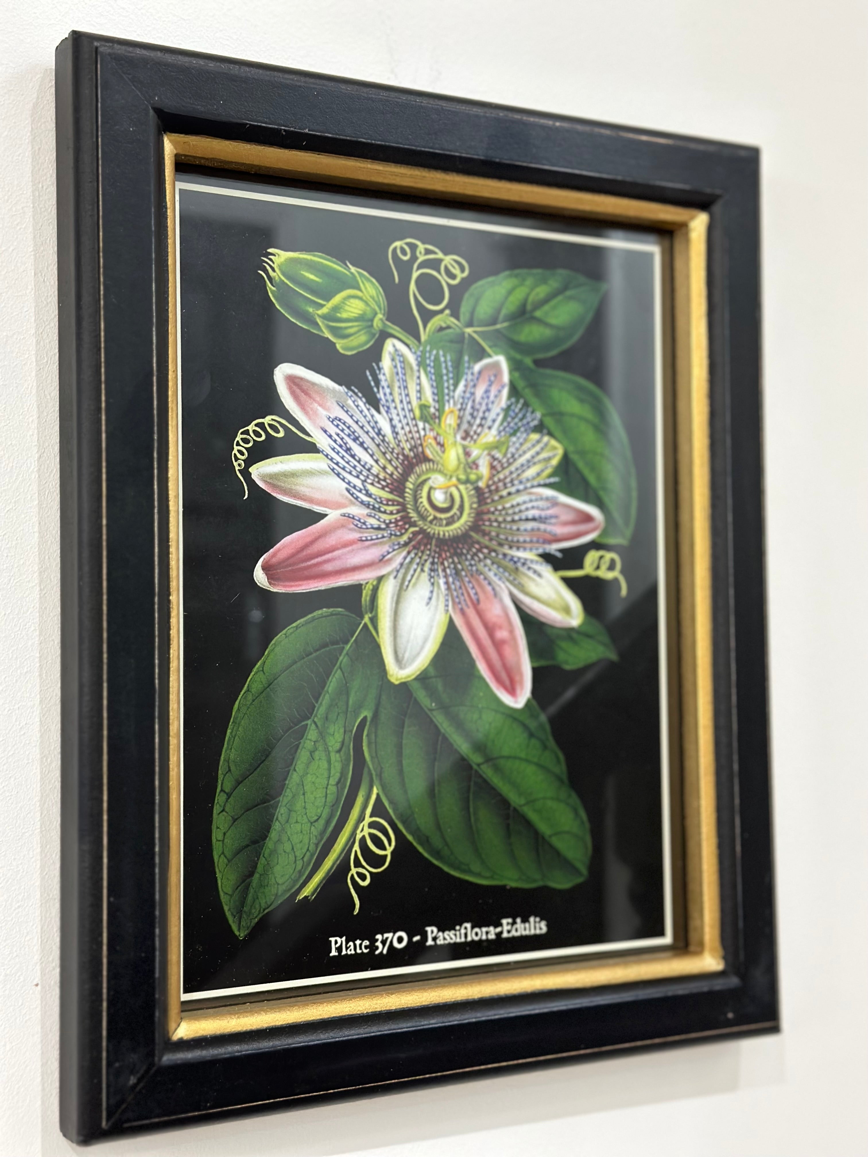 Plate 370 - Passiflora -Edulis Framed Print